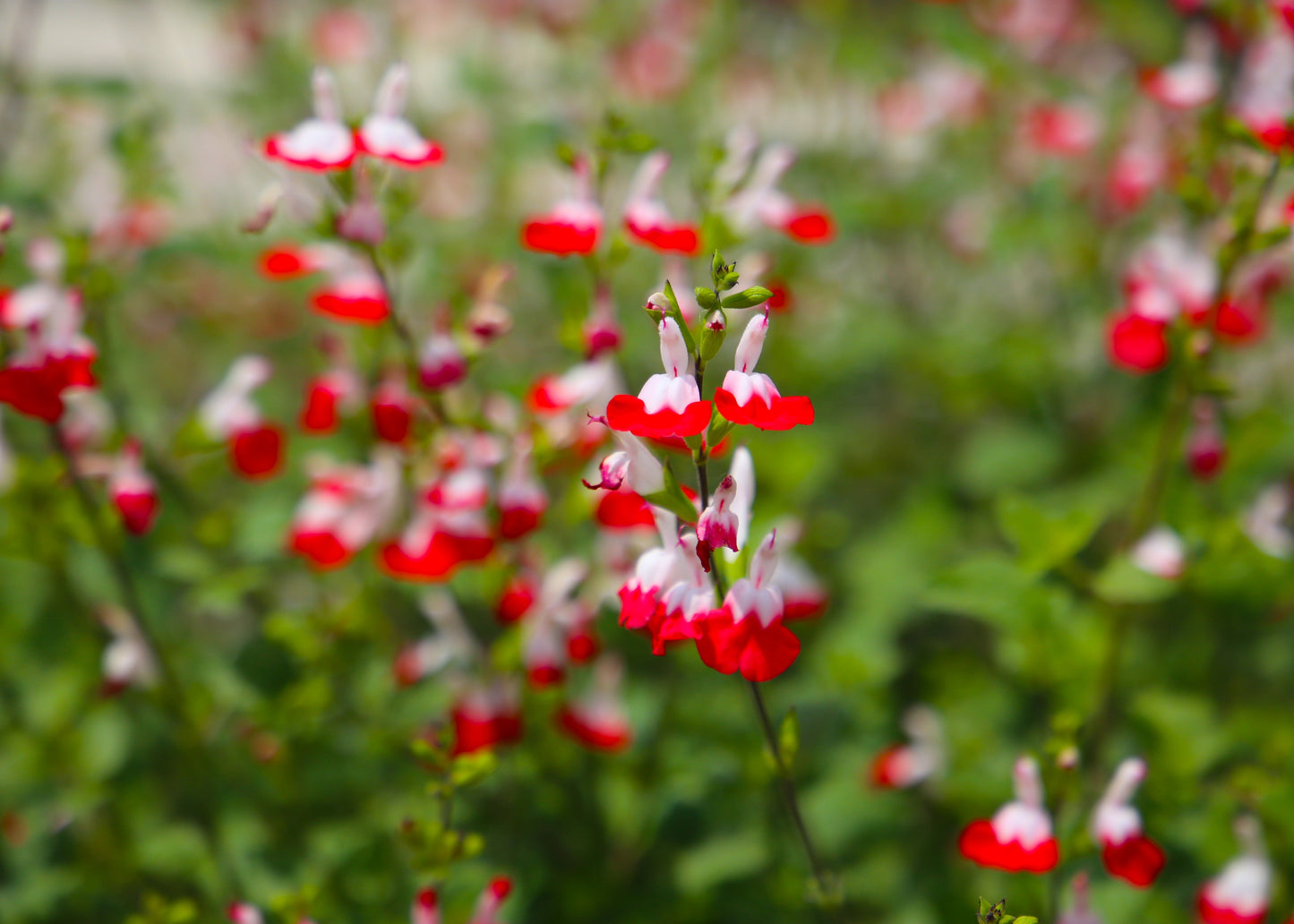 Salvia microphylla 'Hot Lips'