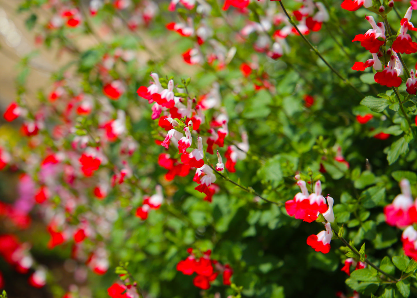 Salvia microphylla 'Hot Lips'