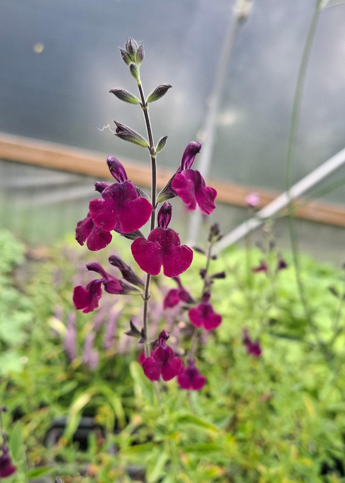 Salvia microphylla 'Nachtvlinder'