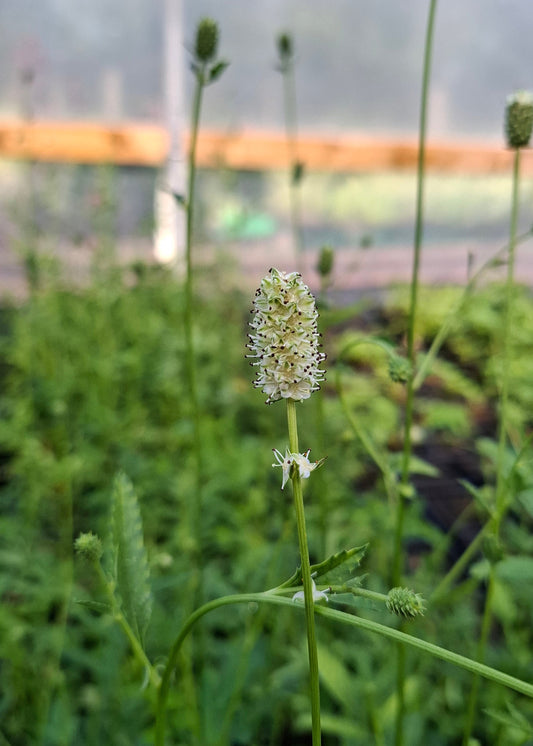 Sanguisorba officinalis 'Jam Session'