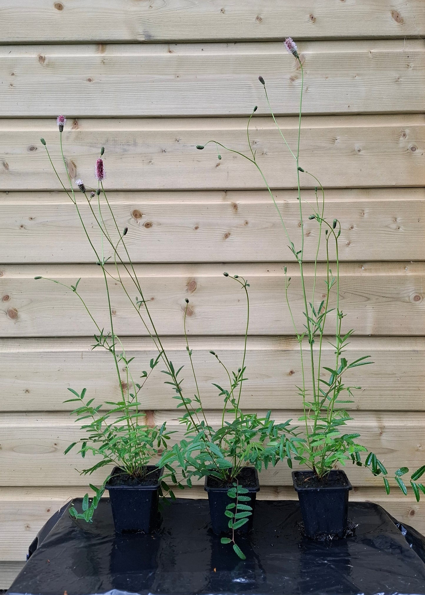 Sanguisorba officinalis 'Pink Tanna'