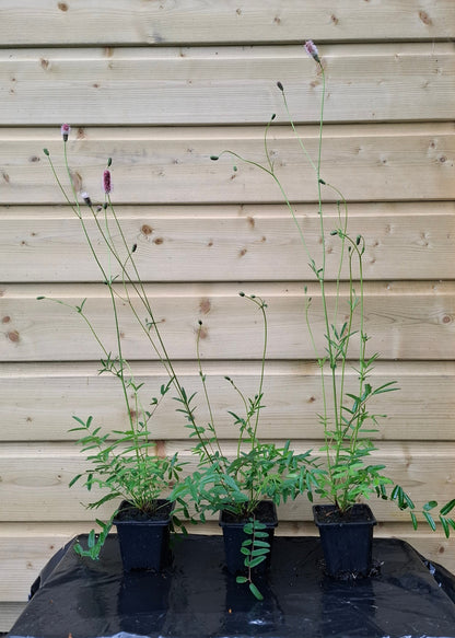 Sanguisorba officinalis 'Pink Tanna'