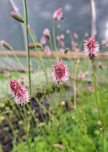 Sanguisorba officinalis 'Pink Tanna'