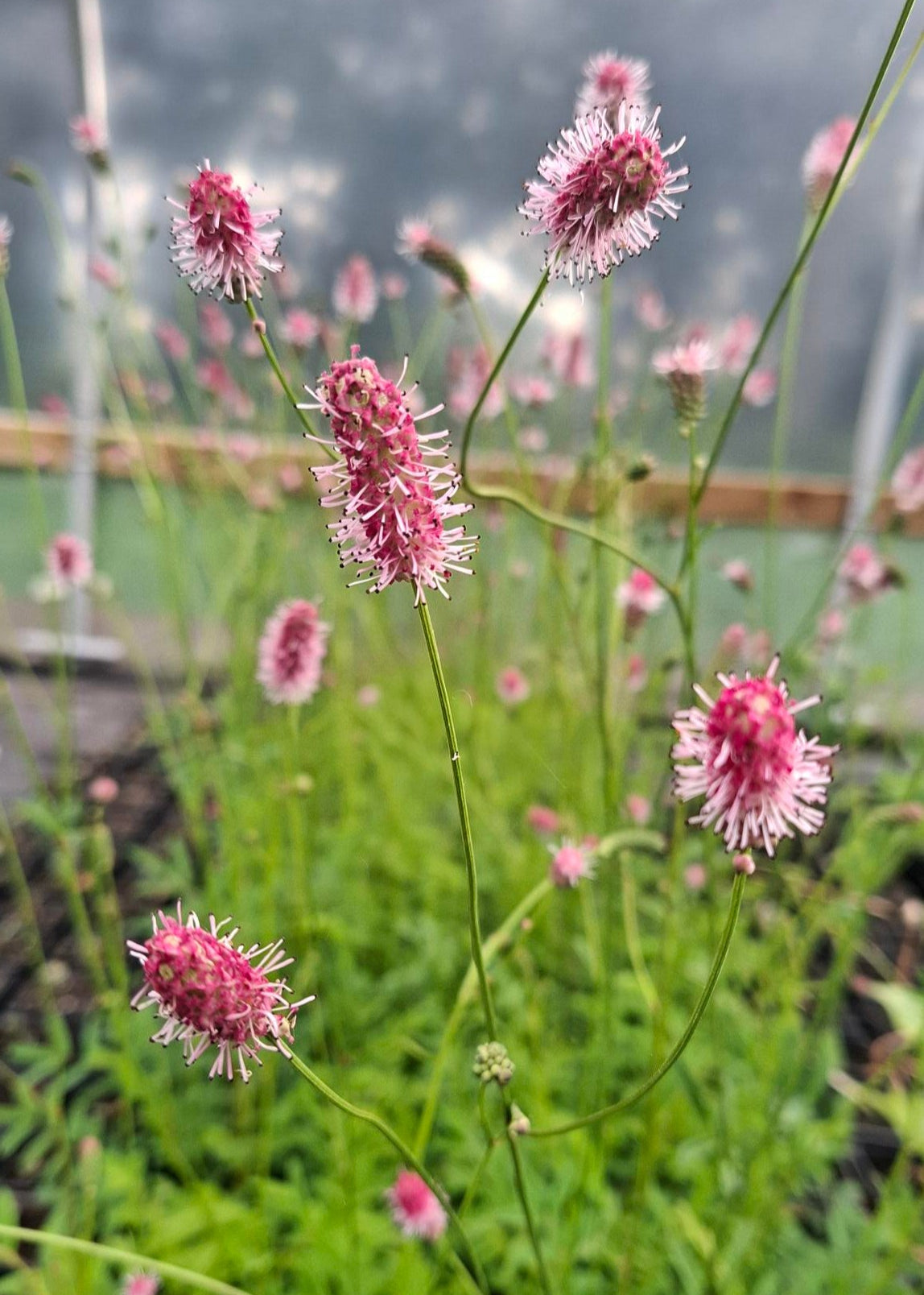 Sanguisorba officinalis 'Pink Tanna'