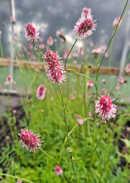 Sanguisorba officinalis 'Pink Tanna'