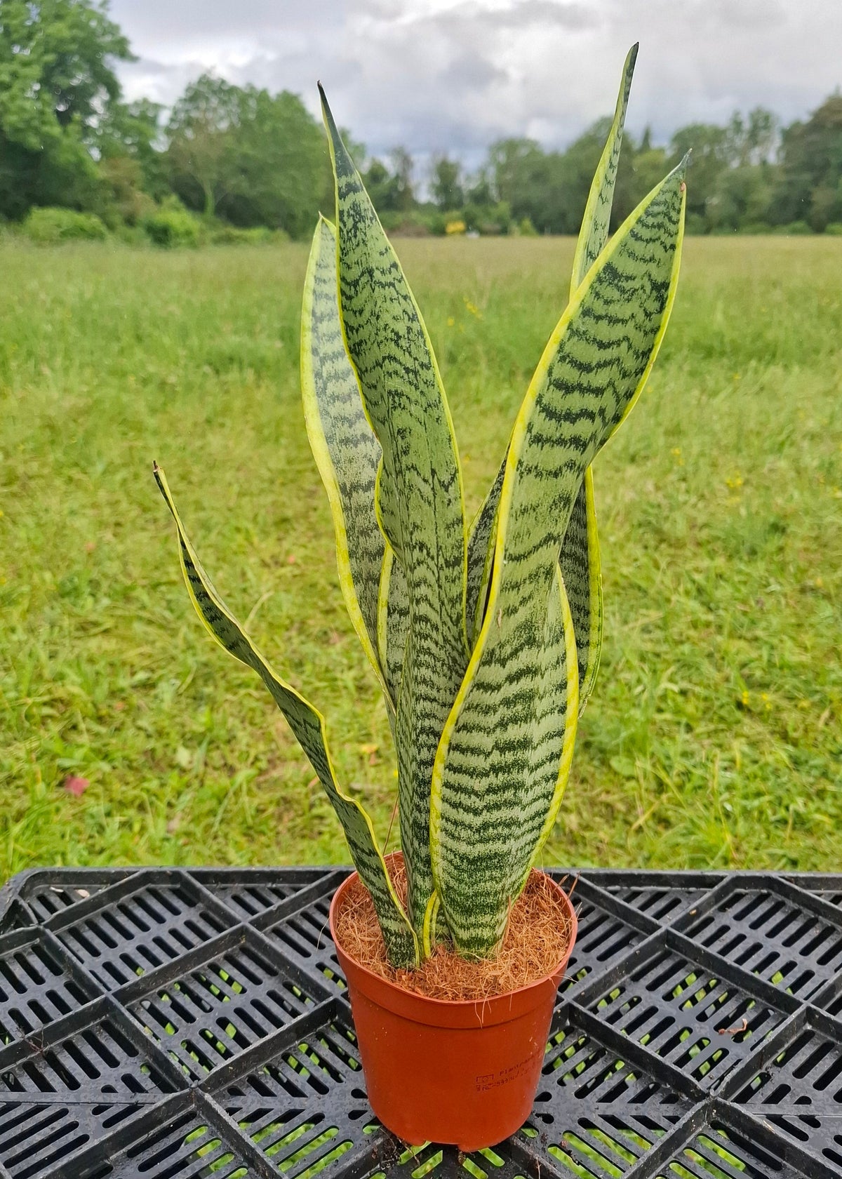 Sansevieria trifasciata 'Laurentii'