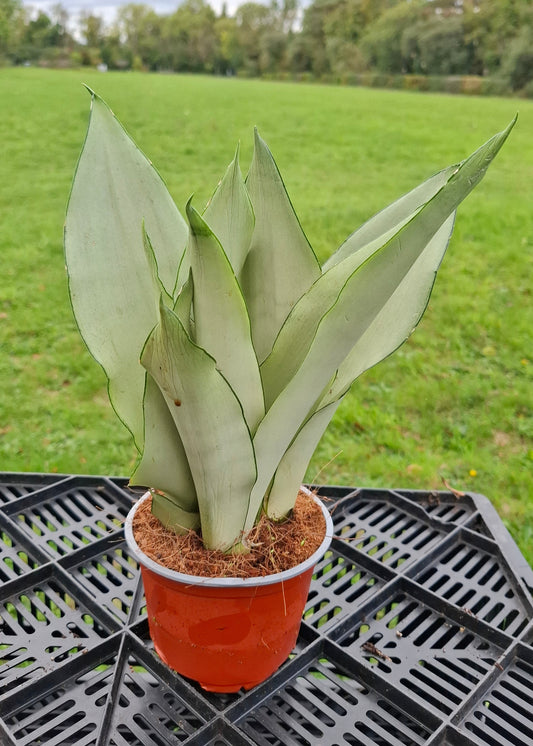 Sansevieria trifasciata 'Moonshine'