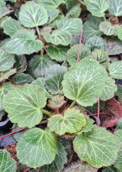 Saxifraga stolonifera 'Kinki Purple'