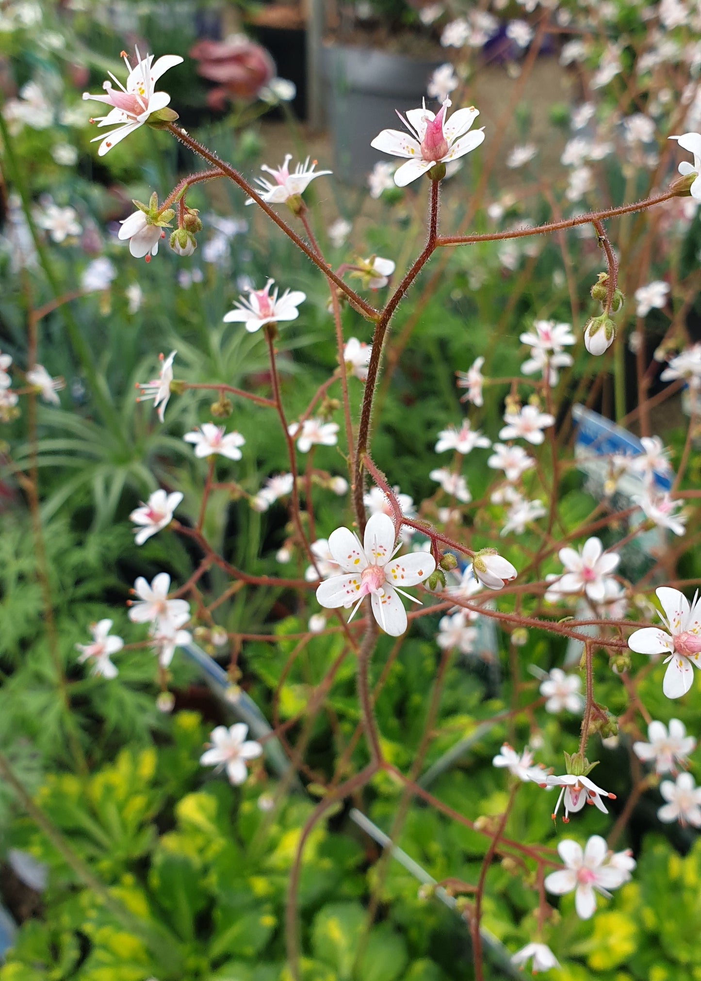 Saxifraga x urbium 'Variegata'