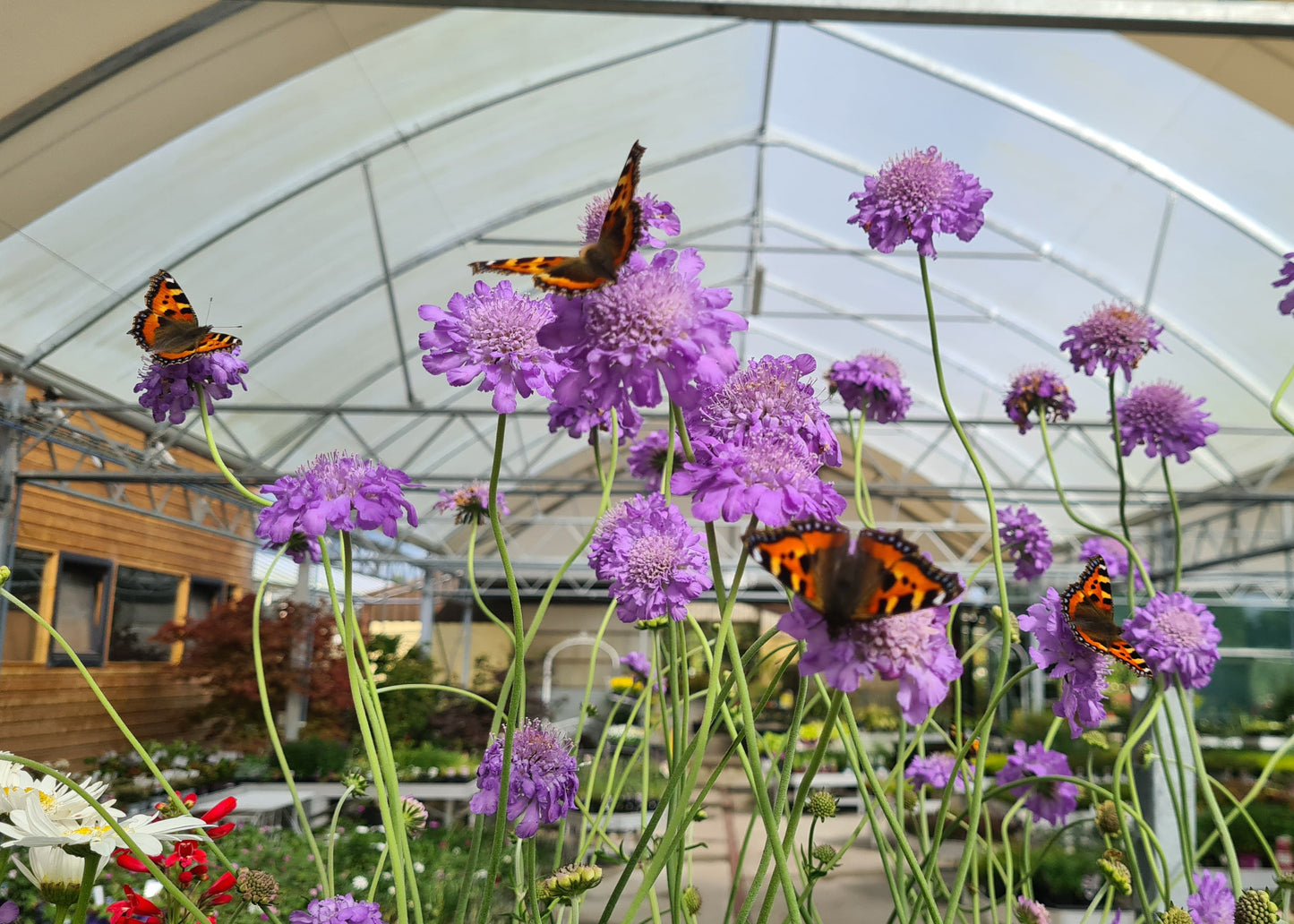 Scabiosa 'Butterfly Blue'