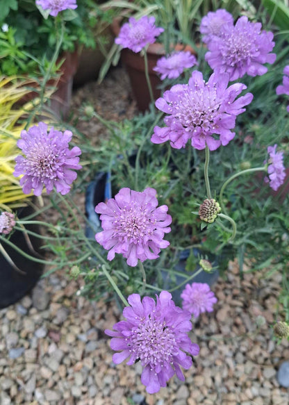 Scabiosa 'Butterfly Blue'