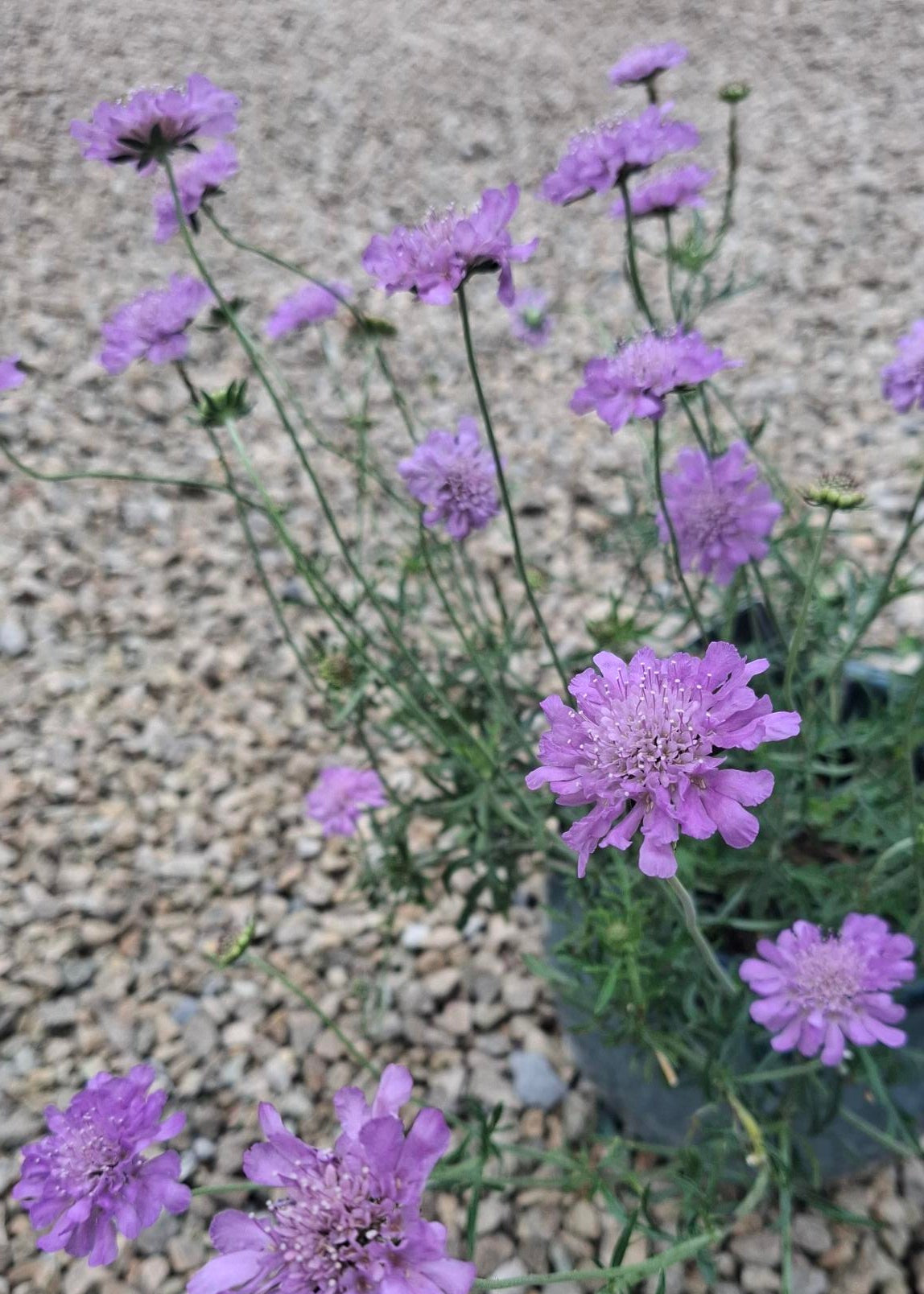 Scabiosa 'Butterfly Blue'