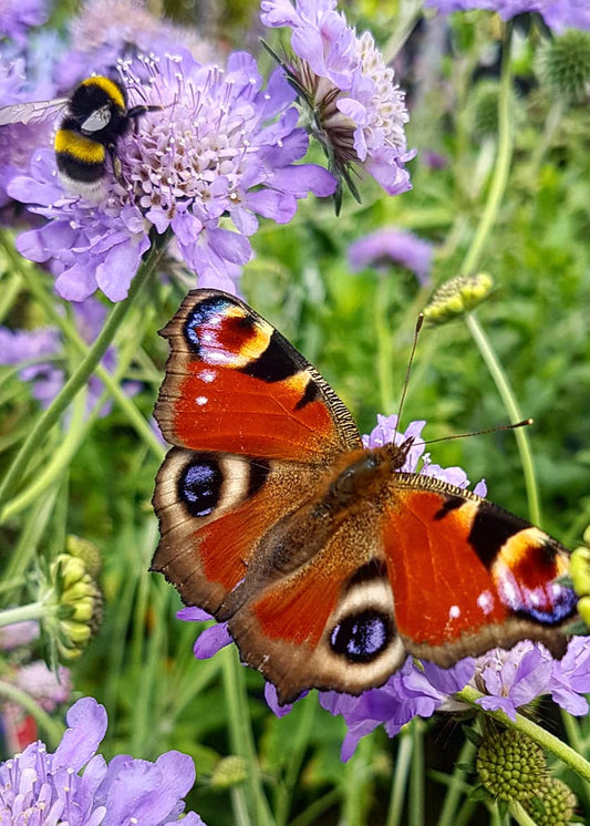 Scabiosa 'Butterfly Blue'