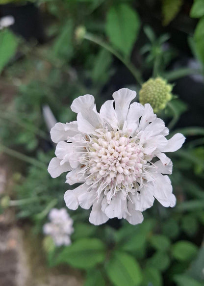 Scabiosa 'Kudo White'