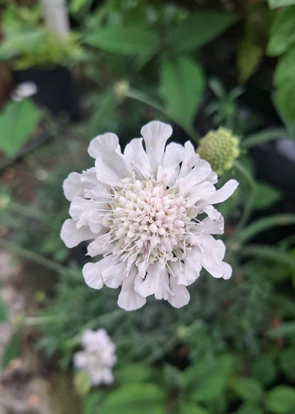 Scabiosa 'Kudo White'