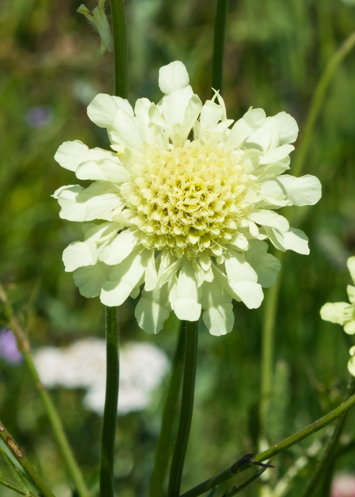 Scabiosa ochroleucha 'Moon Dance'