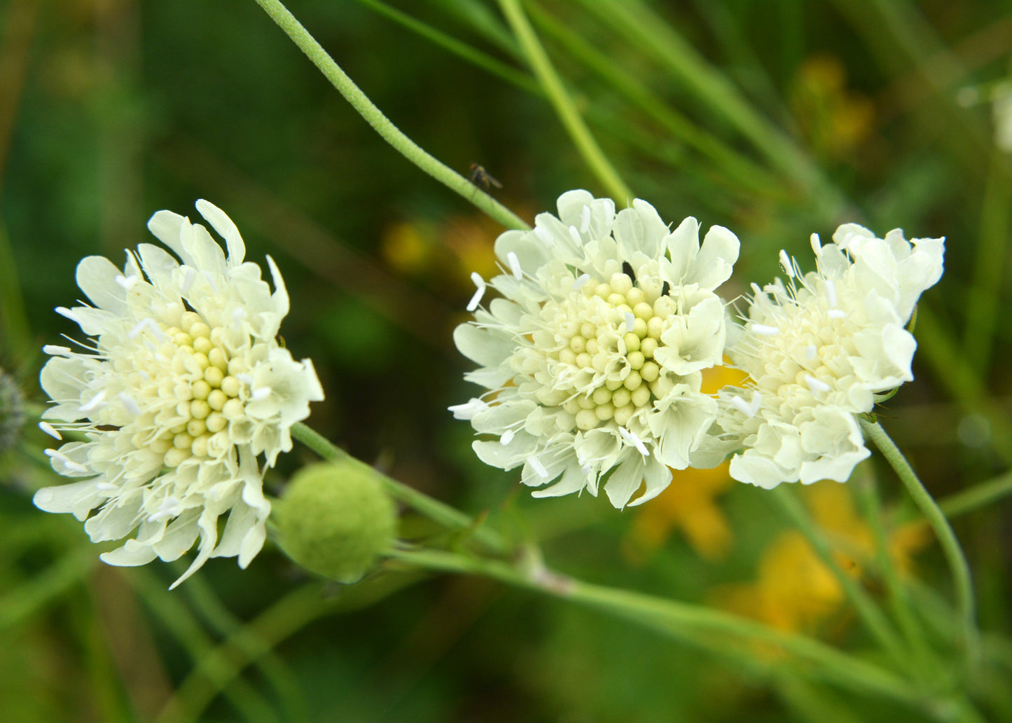 Scabiosa ochroleucha 'Moon Dance'