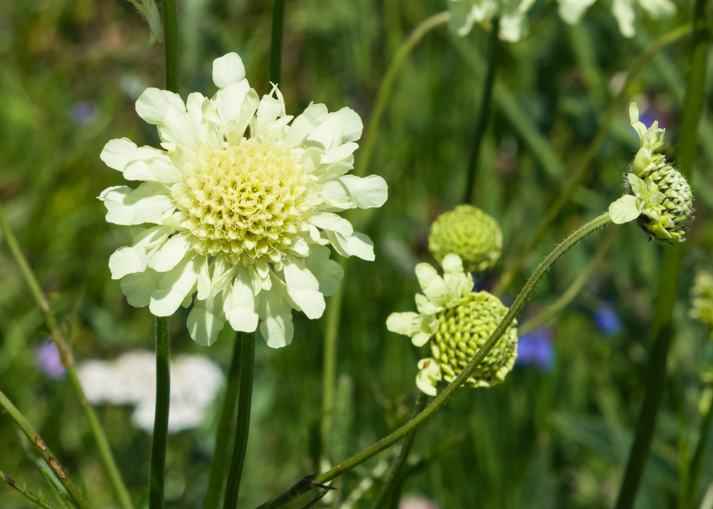 Scabiosa ochroleucha 'Moon Dance'