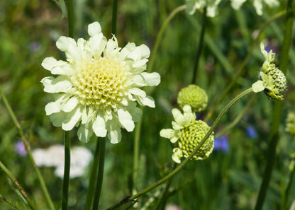 Scabiosa ochroleucha 'Moon Dance'