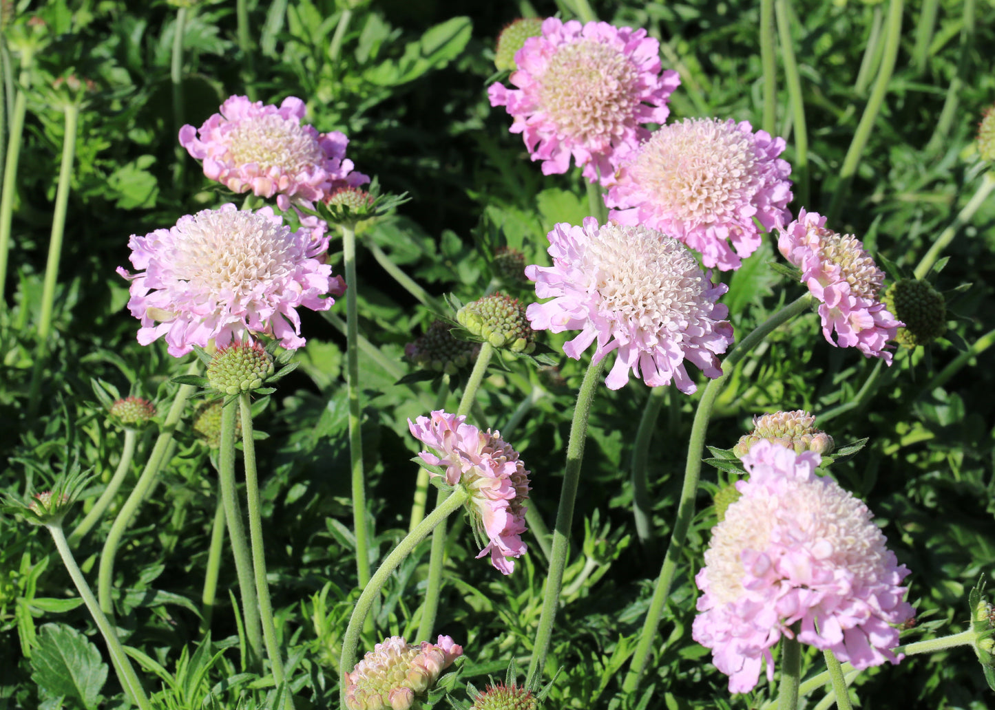 Scabiosa 'Pink Mist'