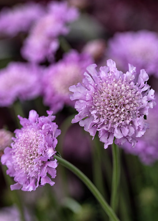 Scabiosa 'Pink Mist'