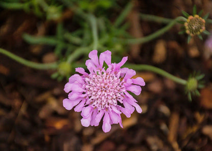 Scabiosa 'Pink Mist'