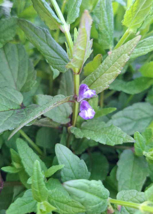 Scutellaria scordiifolia
