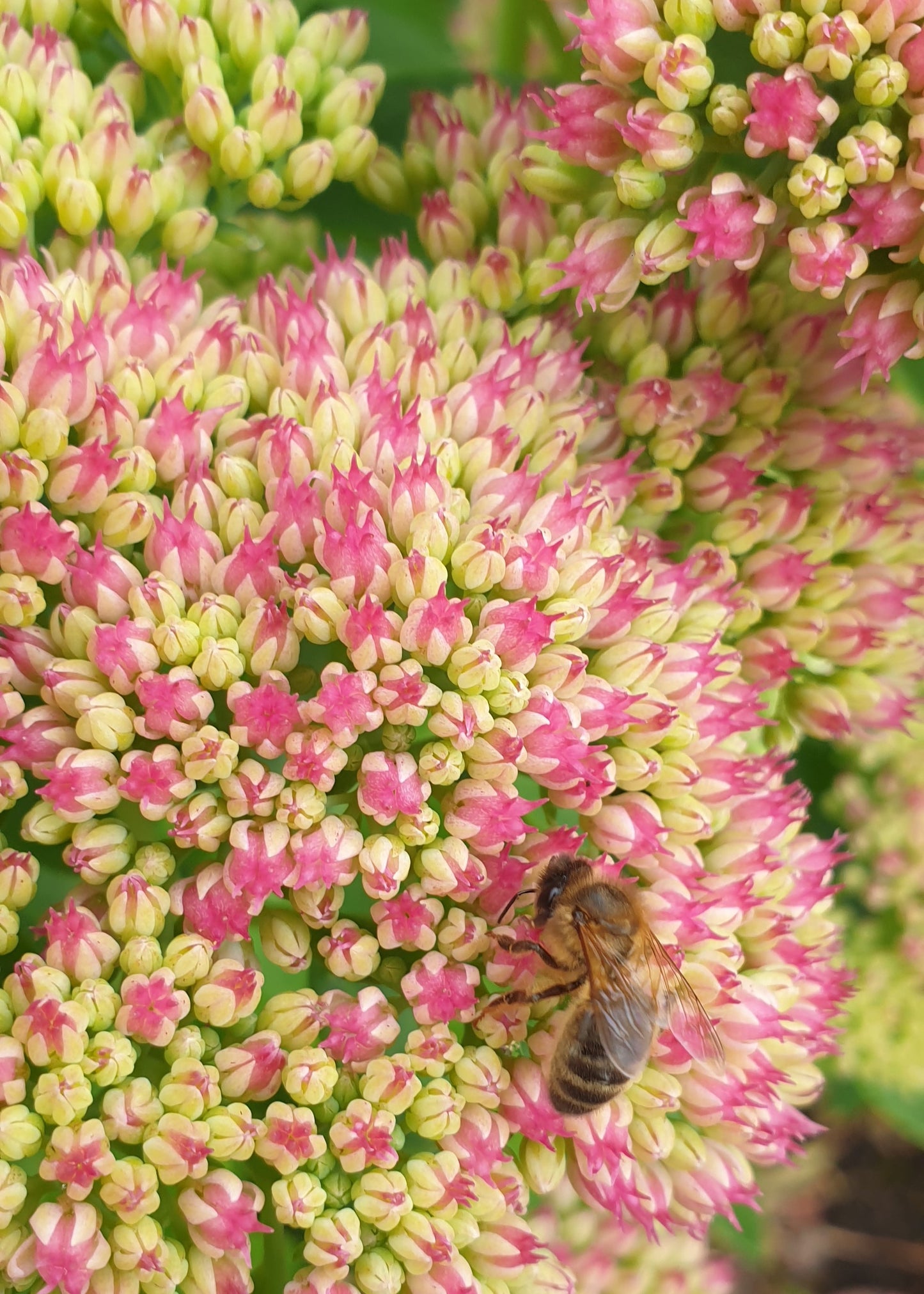 Sedum spectabile 'Autumn Joy' (Herbstfreude)