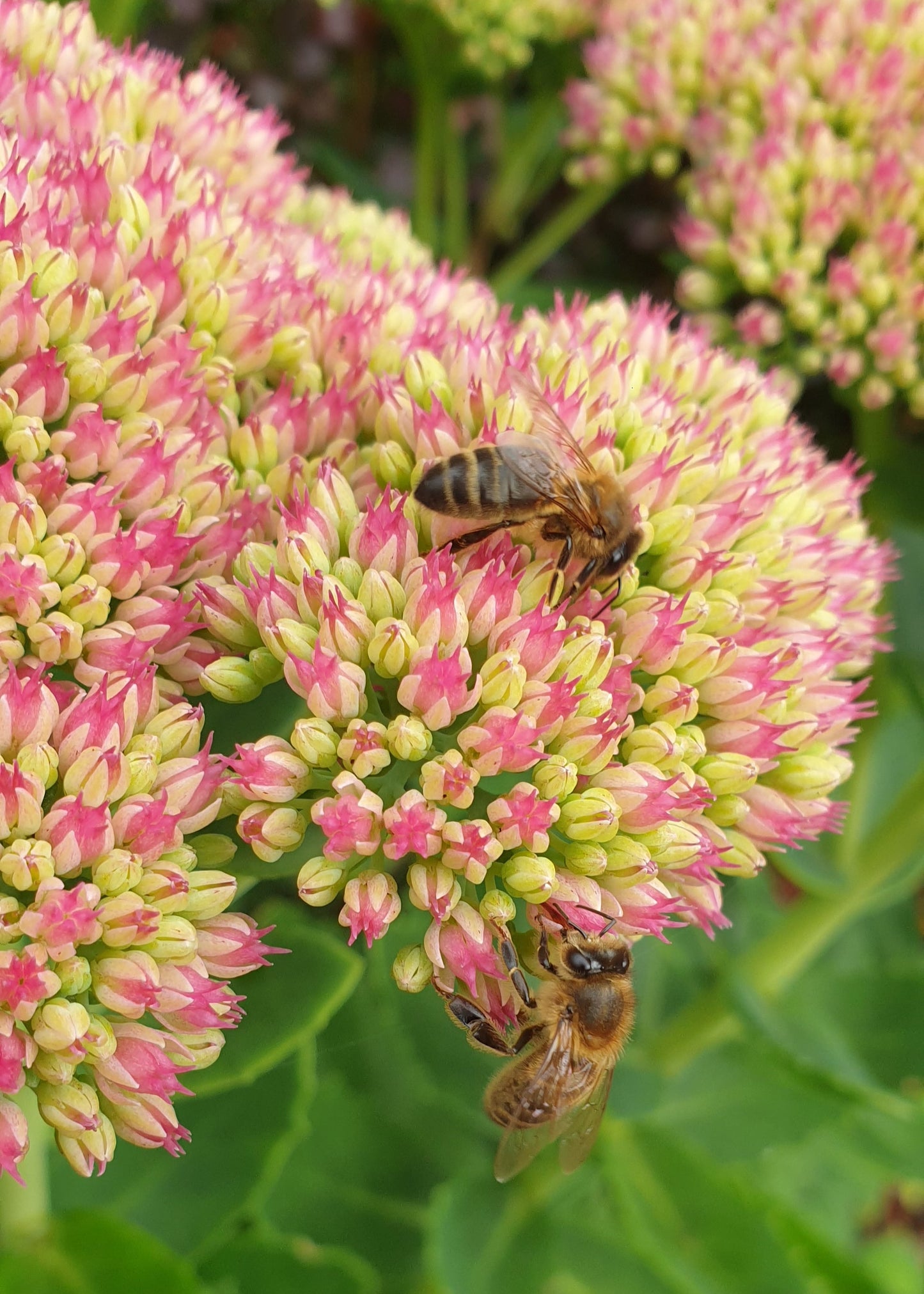 Sedum spectabile 'Autumn Joy' (Herbstfreude)