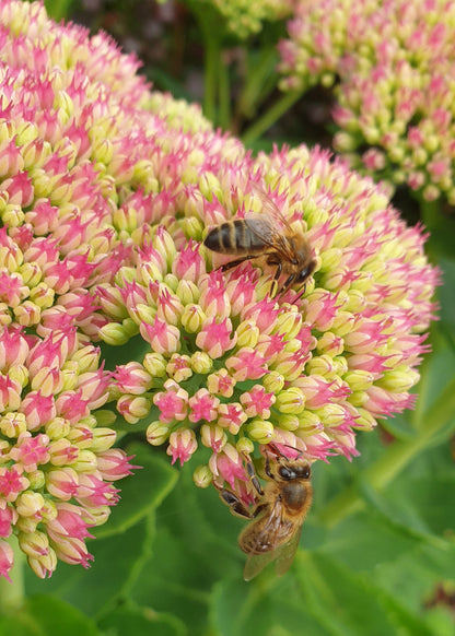 Sedum spectabile 'Autumn Joy' (Herbstfreude)