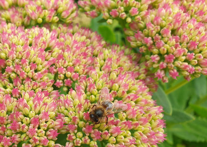 Sedum spectabile 'Autumn Joy' (Herbstfreude)