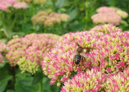 Sedum spectabile 'Autumn Joy' (Herbstfreude)