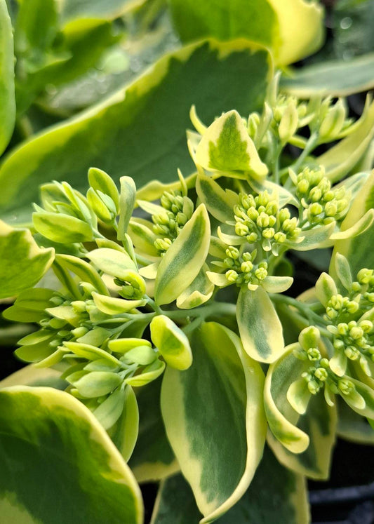 Sedum spectabile 'Elsie's Gold'