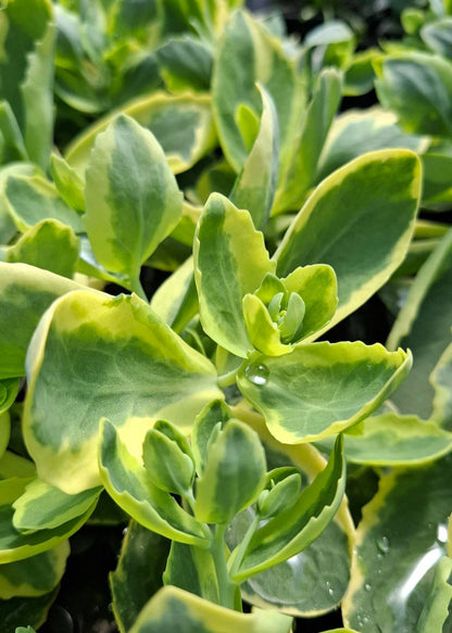 Sedum spectabile 'Elsie's Gold'