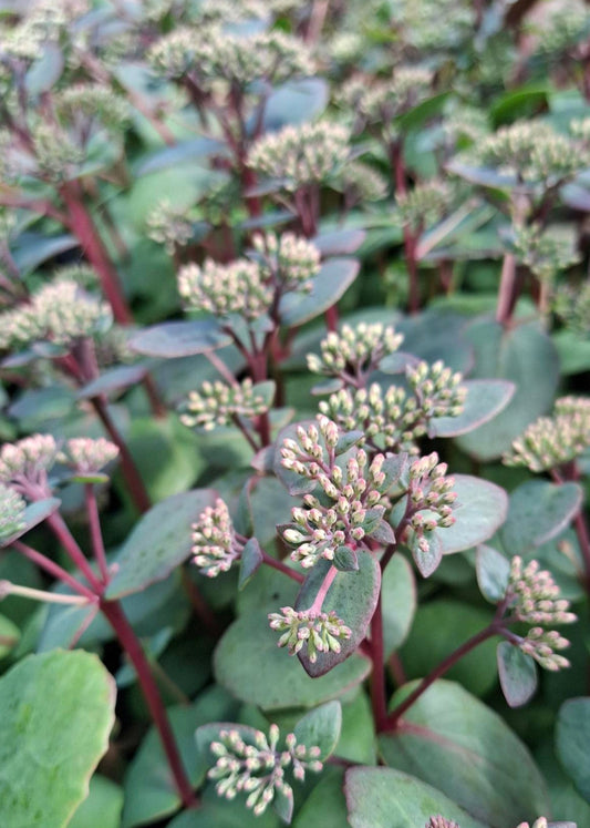 Sedum 'Red Cauli'