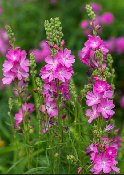 Sidalcea 'Candy Girl'