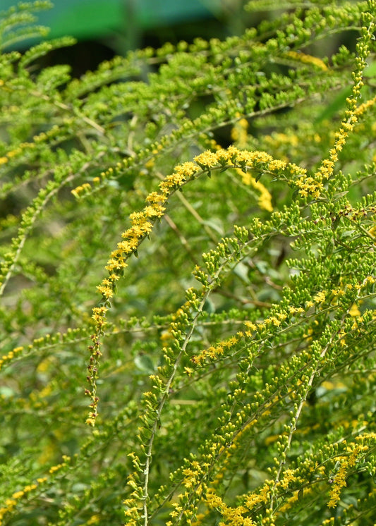 Solidago rugosa 'Fireworks'