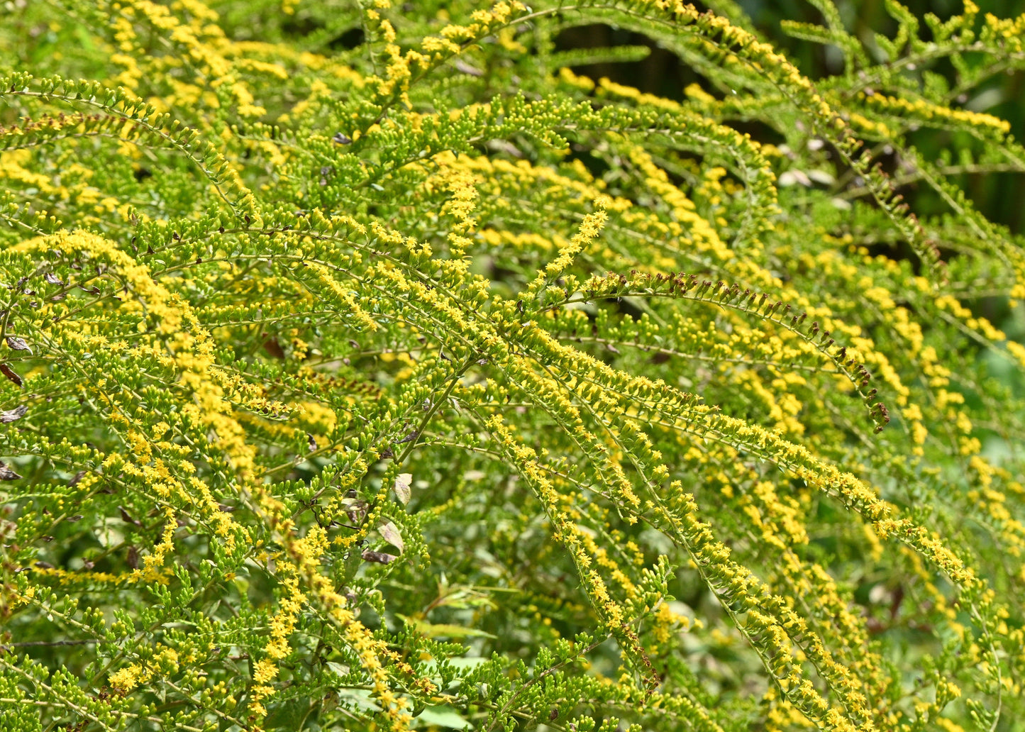 Solidago rugosa 'Fireworks'