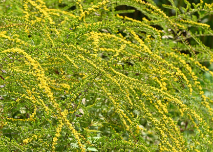 Solidago rugosa 'Fireworks'
