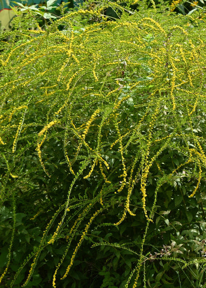 Solidago rugosa 'Fireworks'