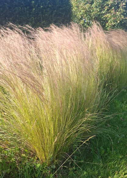 Stipa tenuissima 'Pony Tails'
