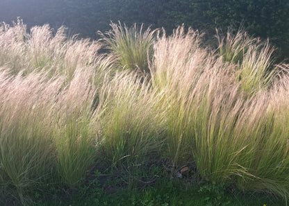 Stipa tenuissima 'Pony Tails'