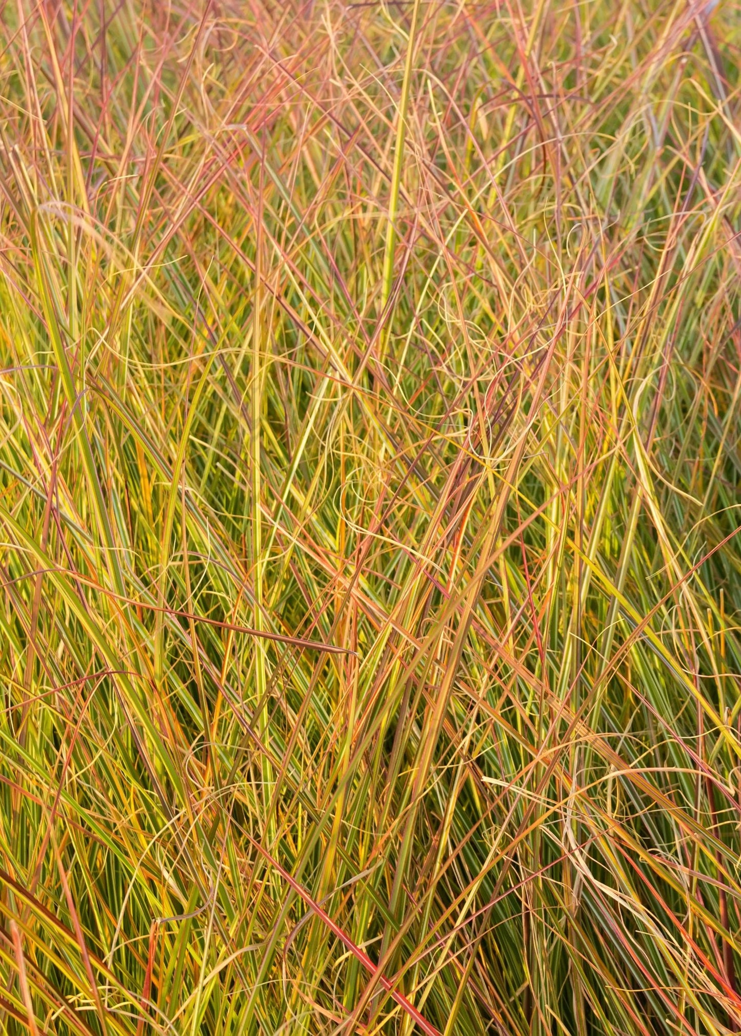 Stipa arundinacea / Pheasant's Tail Grass