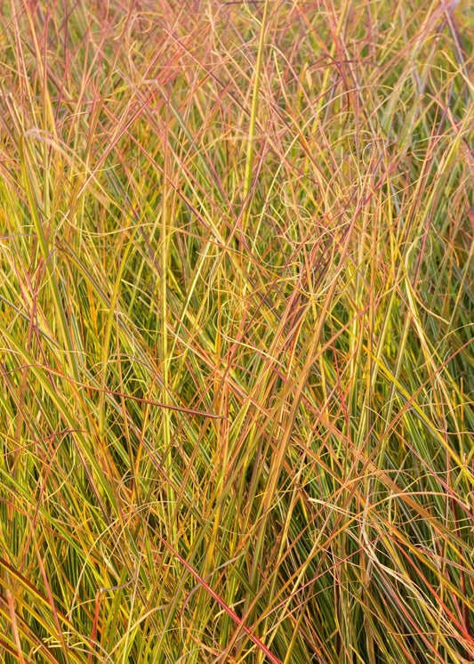 Stipa arundinacea / Pheasant's Tail Grass