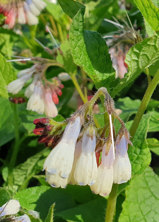 Symphytum grandiflorum 'Wisely Blue' / Comfrey