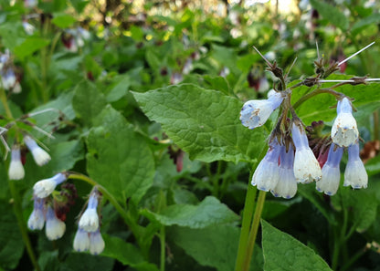 Symphytum grandiflorum 'Wisely Blue' / Comfrey