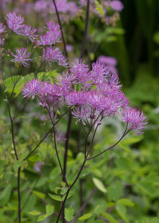 Thalictrum 'Black Stockings'