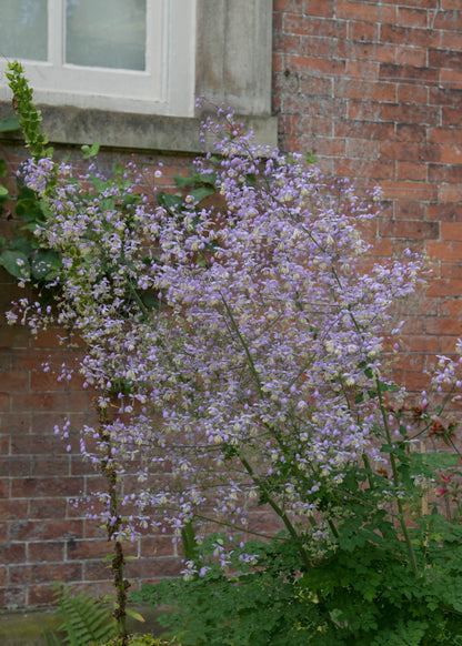 Thalictrum 'Elin'