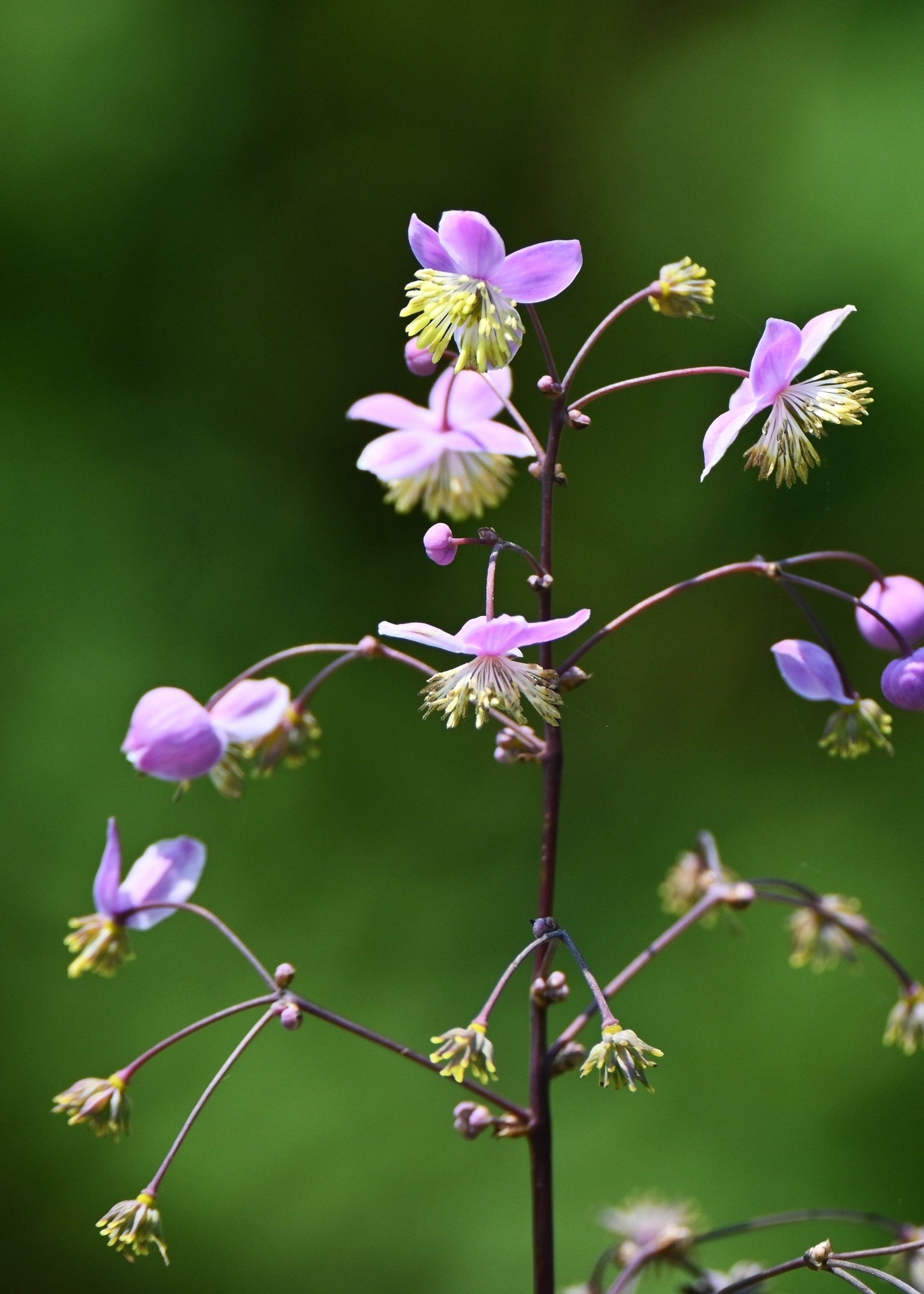Thalictrum 'Elin'