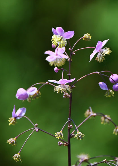 Thalictrum 'Elin'